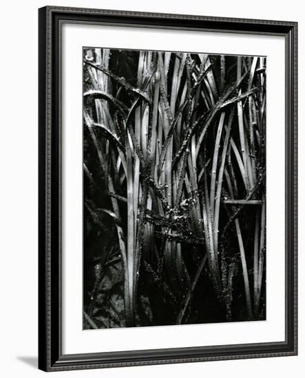 Grass and Water, c. 1970-Brett Weston-Framed Photographic Print