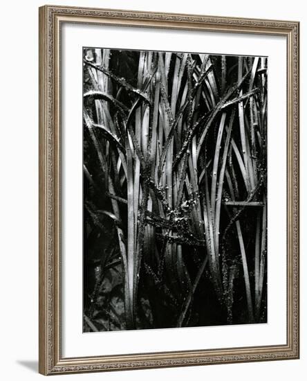 Grass and Water, c. 1970-Brett Weston-Framed Photographic Print