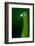 Grass Blade-Ursula Abresch-Framed Photographic Print