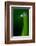 Grass Blade-Ursula Abresch-Framed Photographic Print