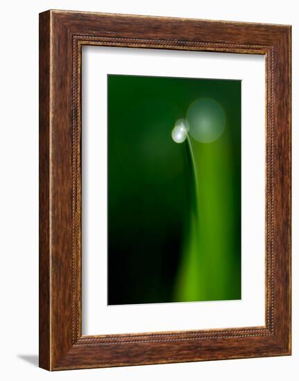 Grass Blade-Ursula Abresch-Framed Photographic Print