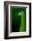 Grass Blade-Ursula Abresch-Framed Photographic Print