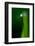 Grass Blade-Ursula Abresch-Framed Photographic Print