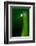 Grass Blade-Ursula Abresch-Framed Photographic Print