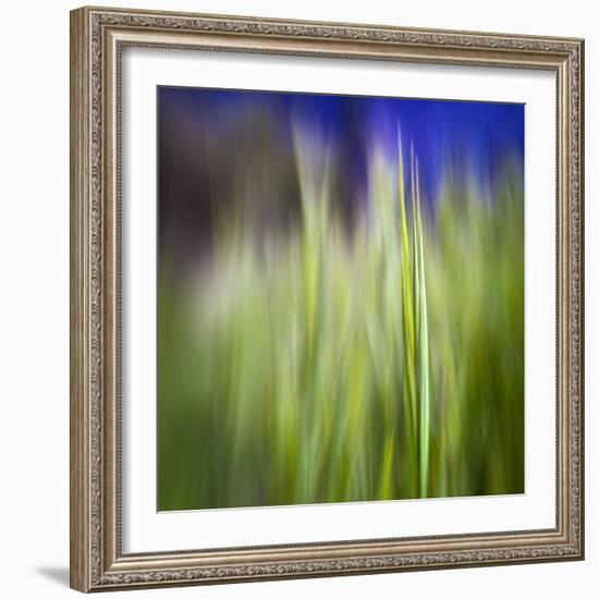 Grass Blade-Ursula Abresch-Framed Photographic Print