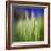 Grass Blade-Ursula Abresch-Framed Photographic Print