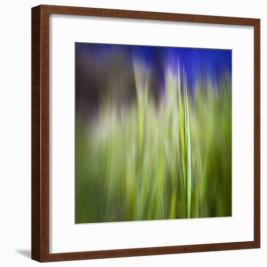 Grass Blade-Ursula Abresch-Framed Photographic Print