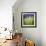 Grass Blade-Ursula Abresch-Framed Photographic Print displayed on a wall