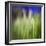 Grass Blade-Ursula Abresch-Framed Photographic Print