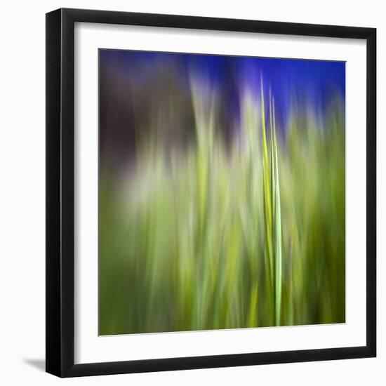 Grass Blade-Ursula Abresch-Framed Photographic Print