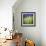 Grass Blade-Ursula Abresch-Framed Photographic Print displayed on a wall