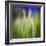 Grass Blade-Ursula Abresch-Framed Photographic Print