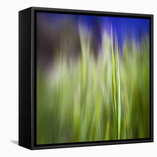 Grass Blade-Ursula Abresch-Framed Premier Image Canvas