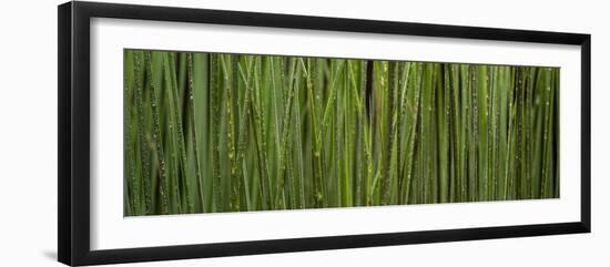 Grass Blades Panorama-Steve Gadomski-Framed Photographic Print