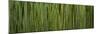 Grass Blades Panorama-Steve Gadomski-Mounted Photographic Print