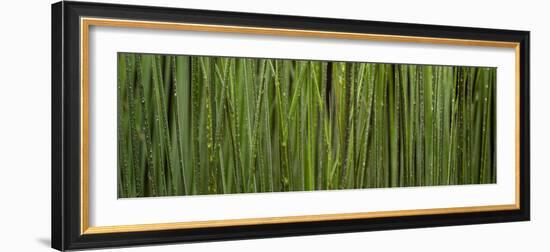 Grass Blades Panorama-Steve Gadomski-Framed Photographic Print