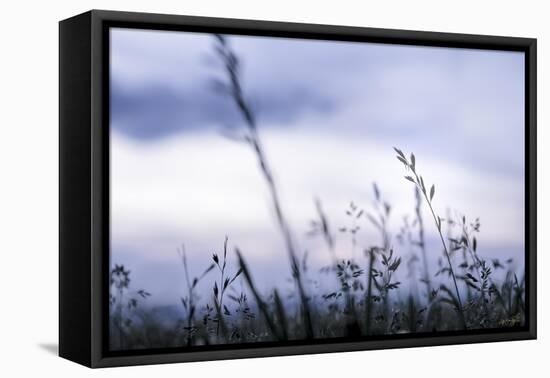 Grass Blue Sunset-null-Framed Premier Image Canvas