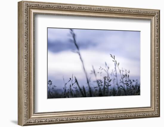 Grass Blue Sunset-null-Framed Photographic Print