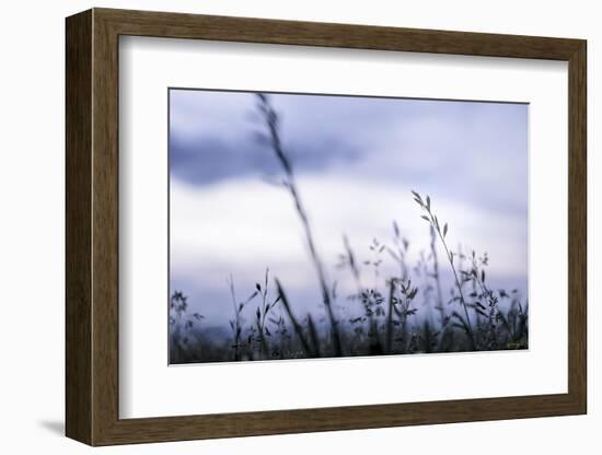 Grass Blue Sunset-null-Framed Photographic Print