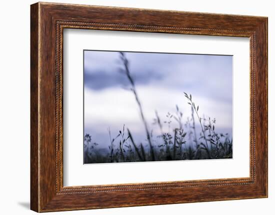 Grass Blue Sunset-null-Framed Photographic Print