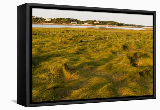 Grass , Cape Cod National Seashore, Massachusetts-Jerry and Marcy Monkman-Framed Premier Image Canvas