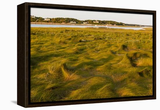 Grass , Cape Cod National Seashore, Massachusetts-Jerry and Marcy Monkman-Framed Premier Image Canvas