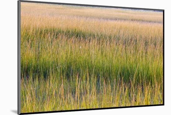 Grass , Cape Cod National Seashore, Massachusetts-Jerry and Marcy Monkman-Mounted Photographic Print