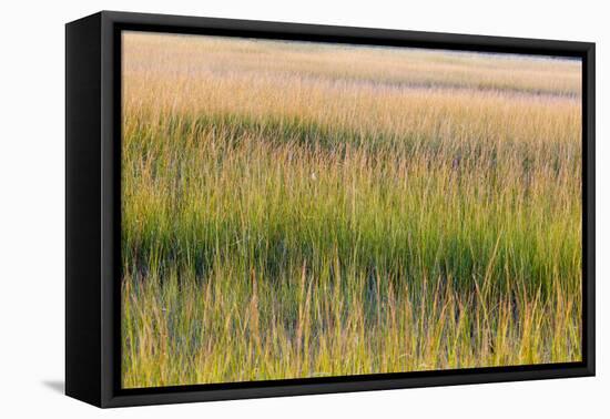 Grass , Cape Cod National Seashore, Massachusetts-Jerry and Marcy Monkman-Framed Premier Image Canvas
