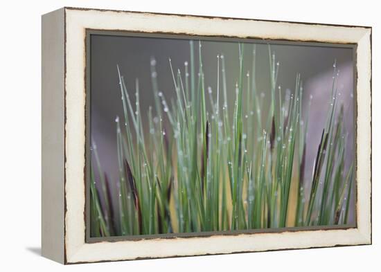 Grass, Drop of Water, Rope-Rainer Mirau-Framed Premier Image Canvas