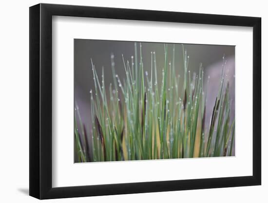 Grass, Drop of Water, Rope-Rainer Mirau-Framed Photographic Print
