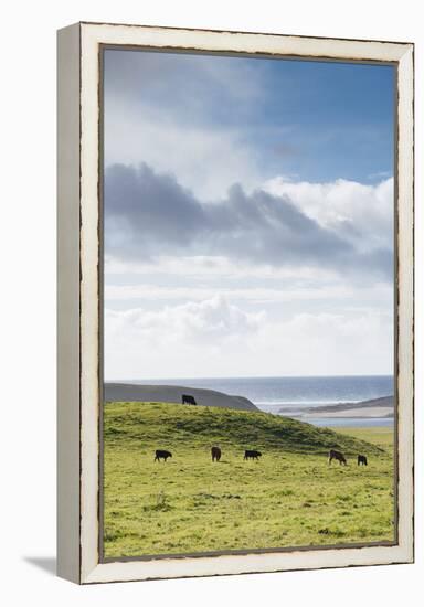 Grass-Fed Cattle Grazing On Open Grass Farmland Of The Point Reyes National Seashore, Northern CA-Shea Evans-Framed Premier Image Canvas