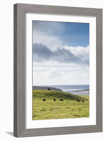 Grass-Fed Cattle Grazing On Open Grass Farmland Of The Point Reyes National Seashore, Northern CA-Shea Evans-Framed Photographic Print