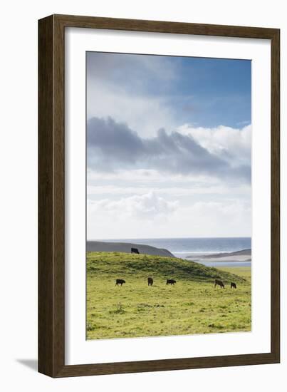 Grass-Fed Cattle Grazing On Open Grass Farmland Of The Point Reyes National Seashore, Northern CA-Shea Evans-Framed Photographic Print