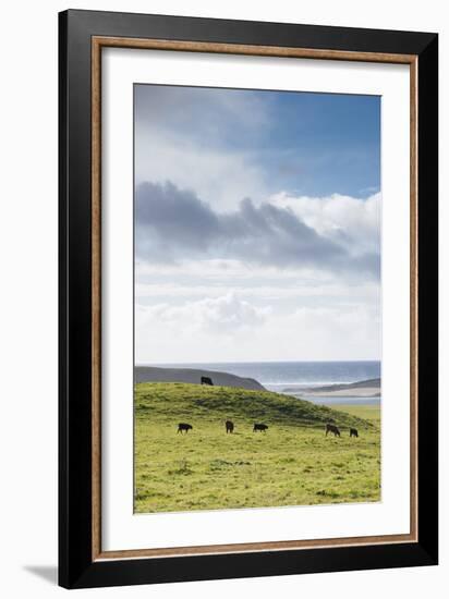 Grass-Fed Cattle Grazing On Open Grass Farmland Of The Point Reyes National Seashore, Northern CA-Shea Evans-Framed Photographic Print