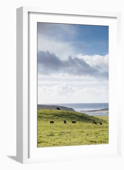 Grass-Fed Cattle Grazing On Open Grass Farmland Of The Point Reyes National Seashore, Northern CA-Shea Evans-Framed Photographic Print