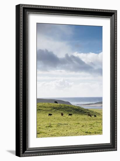 Grass-Fed Cattle Grazing On Open Grass Farmland Of The Point Reyes National Seashore, Northern CA-Shea Evans-Framed Photographic Print