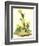 Grass Finch Or Bay-Winged Bunting-John James Audubon-Framed Art Print