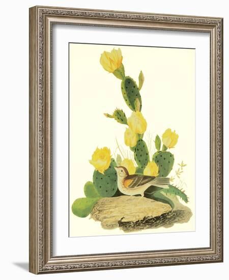 Grass Finch Or Bay-Winged Bunting-John James Audubon-Framed Art Print