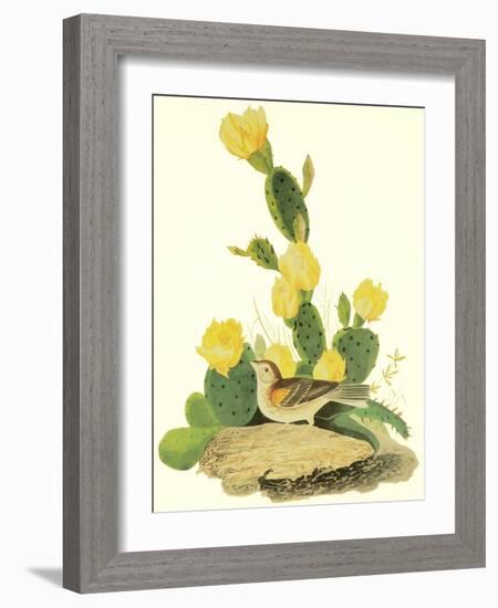 Grass Finch Or Bay-Winged Bunting-John James Audubon-Framed Art Print