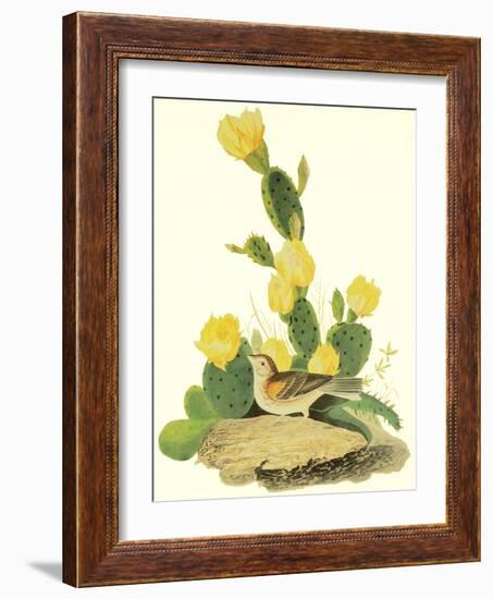 Grass Finch Or Bay-Winged Bunting-John James Audubon-Framed Art Print