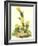 Grass Finch Or Bay-Winged Bunting-John James Audubon-Framed Art Print