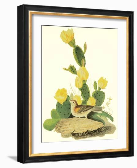 Grass Finch Or Bay-Winged Bunting-John James Audubon-Framed Art Print