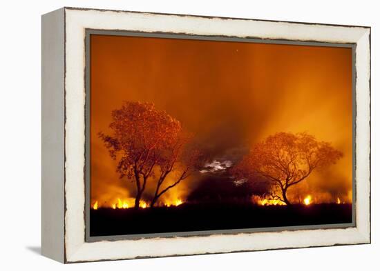 Grass Fire at Night in Pantanal, Brazil-Bence Mate-Framed Premier Image Canvas