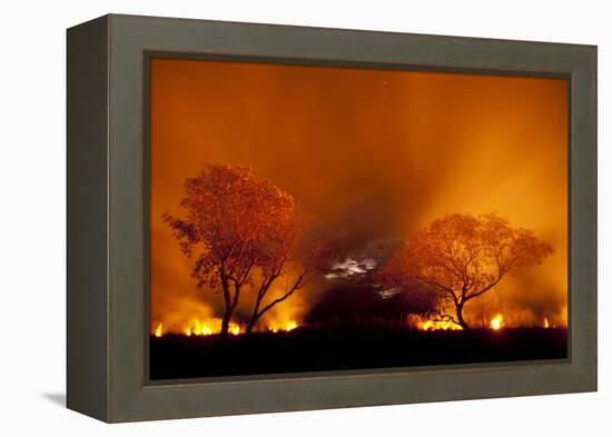 Grass Fire at Night in Pantanal, Brazil-Bence Mate-Framed Premier Image Canvas