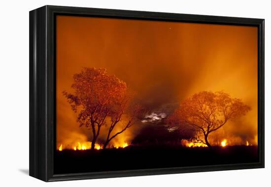 Grass Fire at Night in Pantanal, Brazil-Bence Mate-Framed Premier Image Canvas