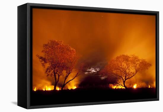 Grass Fire at Night in Pantanal, Brazil-Bence Mate-Framed Premier Image Canvas