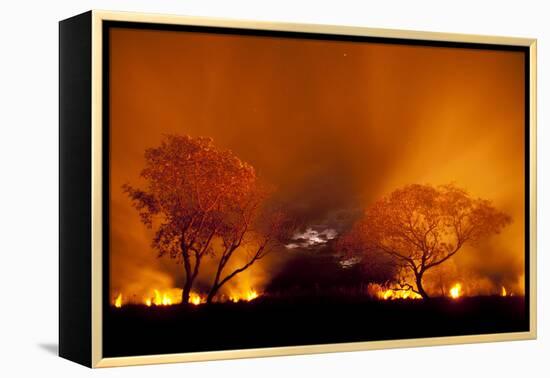 Grass Fire at Night in Pantanal, Brazil-Bence Mate-Framed Premier Image Canvas