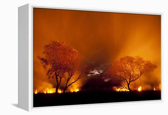 Grass Fire at Night in Pantanal, Brazil-Bence Mate-Framed Premier Image Canvas