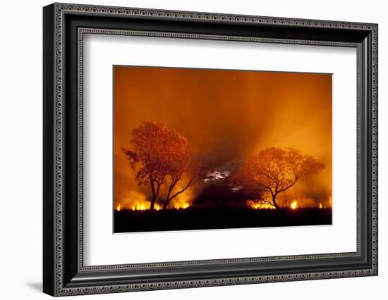 Grass Fire at Night in Pantanal, Brazil-Bence Mate-Framed Photographic Print