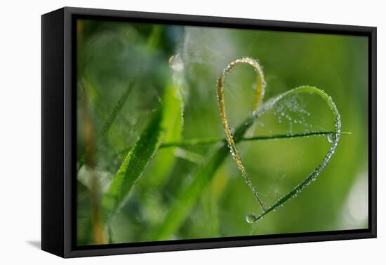 Grass Formed Itself in a Heart Shape with Morning Dew-Frank May-Framed Stretched Canvas